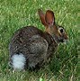 Image result for Rabbit Nest with No Rabbis