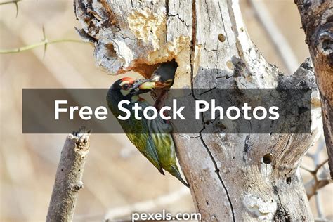 Nesting Behavior Photos, Download The BEST Free Nesting Behavior Stock ...