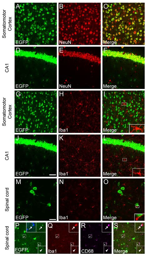 Genetic Dissection of BDNF and TrkB Expression in Glial Cells
