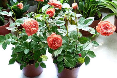 微型盆栽玫瑰花，四季開花漂亮又好養，養護管理有妙招 - 每日頭條
