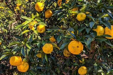Yuzu - A Complete Culinary Guide to Finding, Choosing, and Using