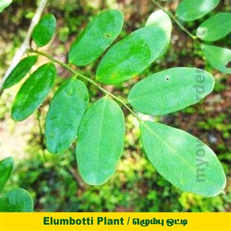 All – MyOwnGarden®