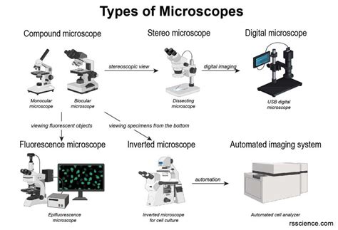 Light Microscope Examples 的图像结果