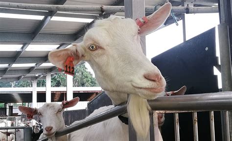 Dairy Goat Farming 的图像结果
