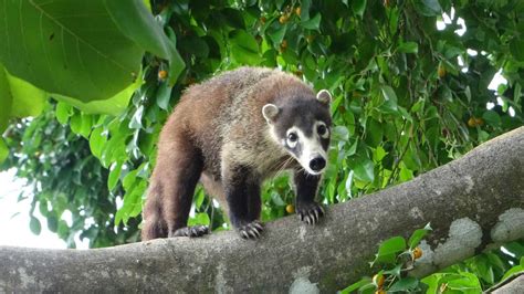 Costa Rican Wildlife offers a little something for everyone.