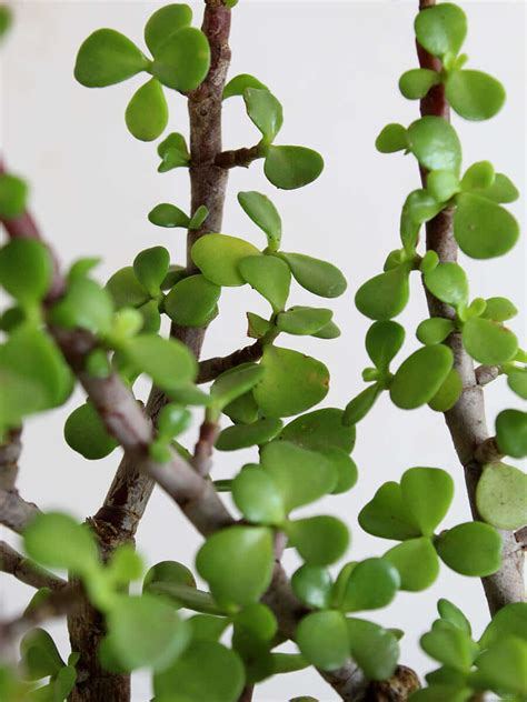 The Essential Air Purifying Combo – Greenkin