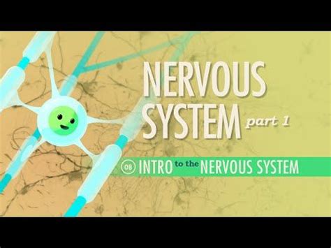 Image result for Crash Course Nervous System