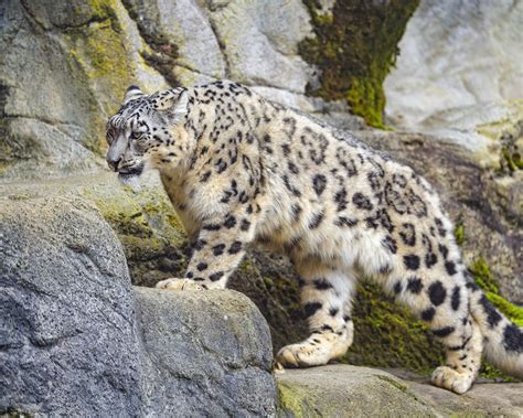 Download wallpaper 1280x1024 irbis, paw, predator, big cat, animal ...