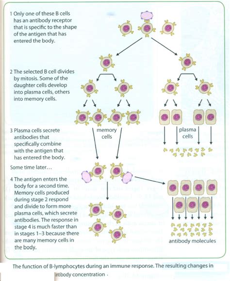 Image result for B Lymphocytes Function