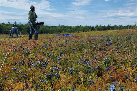 Maine's Bold Coast Blueberry Barrens Revealed | TouristSecrets