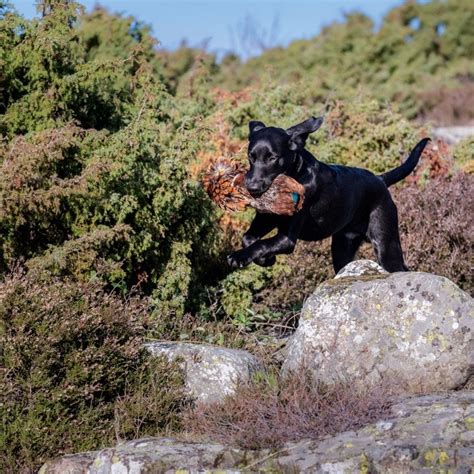 Image result for Training Retrieving Dogs