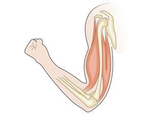 Name the bones and joints — task. Science CBSE, Class 6.