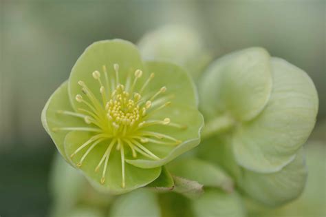 Hellebore: Plant Care & Growing Guide