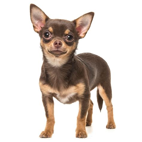 Amazingly Adorable Large Long Haired Chihuahua – Is This the Dog You've ...