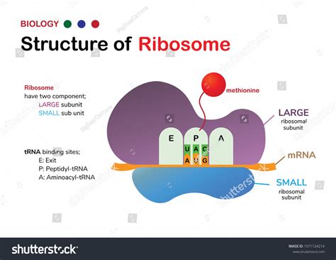 Ribosome Dans Un Diagramme Cellulaire