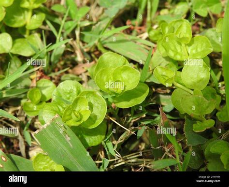 creeping Jenny (Lysimachia nummularia Stock Photo - Alamy