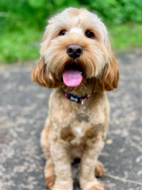 Image result for Apricot Cockapoo Adult