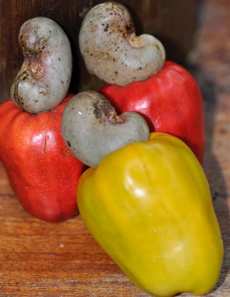cashew-fruit-by-erica-hogan - Finca Bellavista CommunityFinca ...