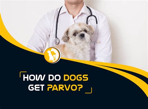 How Do Dogs Get Parvo?