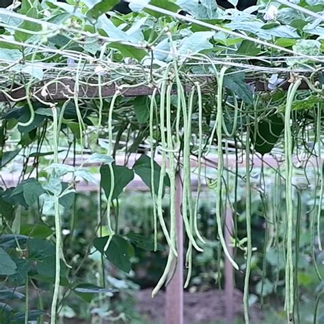 Long Yard Beans Seeds Haari (poly house variety) – FreshLeaves Agro ...