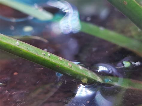 Tiny hopping insects living on my aquarium plant : r/insects
