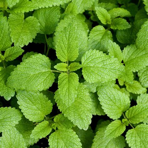 Lemon Balm Plant – Roots Plants