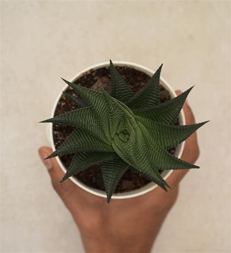 Ugaoo Aloe Vera Star Natural Live Plant with Self Watering Pot : Amazon ...