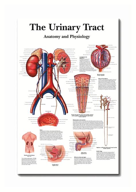 Tamatina Wall Posters | Educational Posters | Biology | Anatomy ...