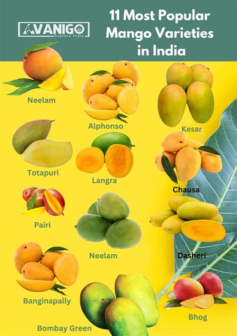 Image result for Mango Production Script Script
