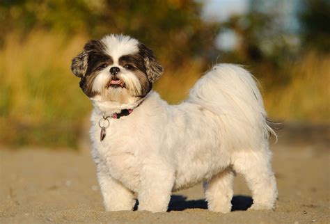 Shih Tzu | Lifespan, Size & Health | Britannica