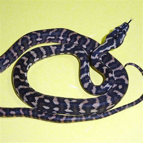 Diamond Python Care 的图像结果