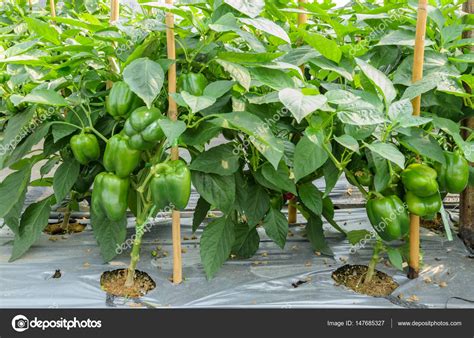 Green Bell Pepper Plant