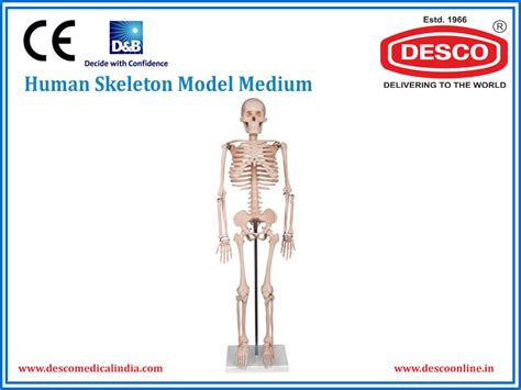 Human Skeleton Model Medium | DESCO