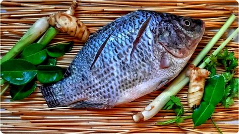 তেলাপিয়া বিদেশি মাছ, জানতেন? কবে-কোত্থেকে এল?