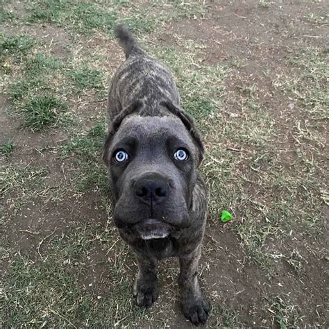 12 Cane Corso Colors: An Array Of Stunning Shades