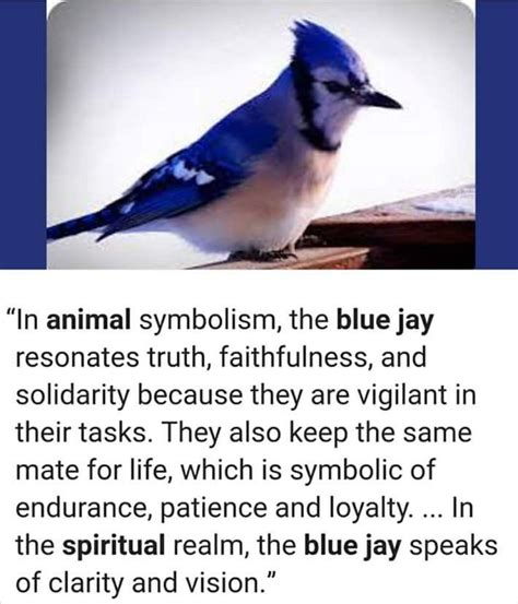 Blue Jay Animal Spirit Guide