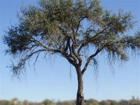 Qué significa desde lo espiritual tener un quebracho | Mia FM