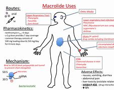 Image result for macrolides