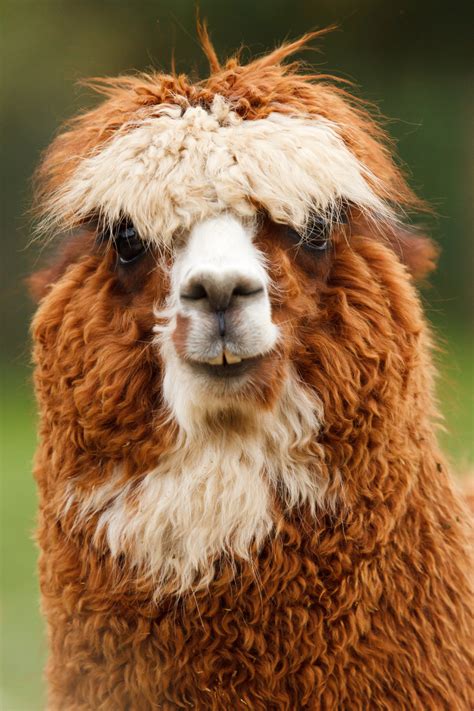 Alpaca Looking Free Stock Photo - Public Domain Pictures