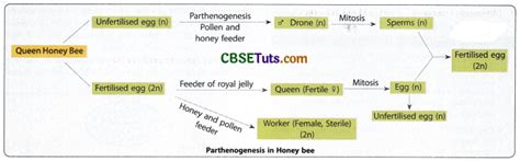 Image result for Parthenogenesis Examples