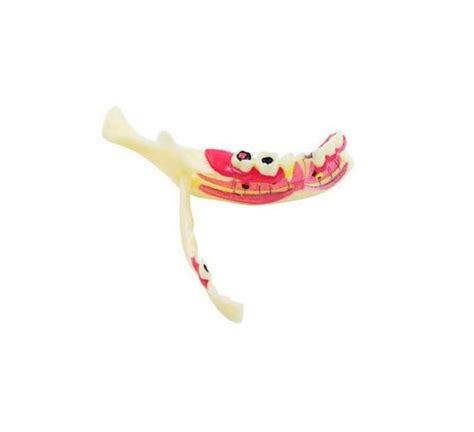Buy Dental model Dental Mandibular Tissue Anatomical Nerve Root ...
