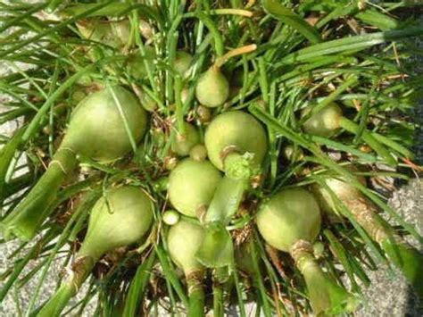 VibeX ® RXI-781 Ornithogalum Caudatum Pregnant Onion Seeds Seed Price ...