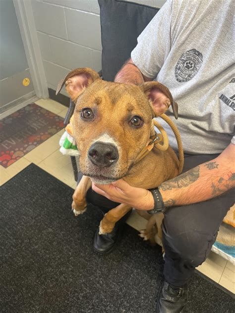 Pets – Shenango Valley Animal Shelter
