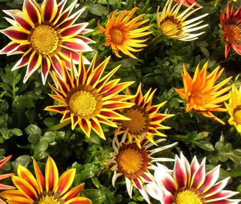 Gazania Logro Striped Mix Gazania Rigens Seeds