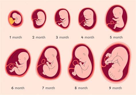 Stages of human embryo development stages of pregnancy birth of a child vector illustration ...