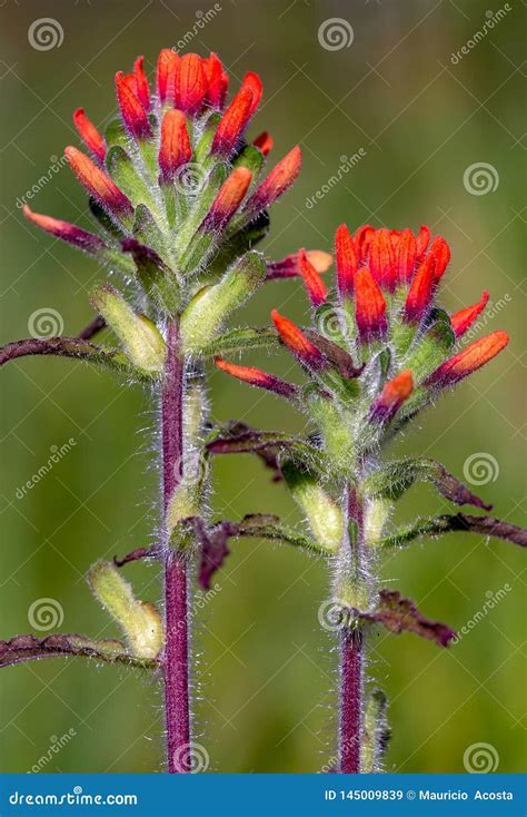 Close-up of Scarlet Indian Paintbrush Flowers Stock Image - Image of ...
