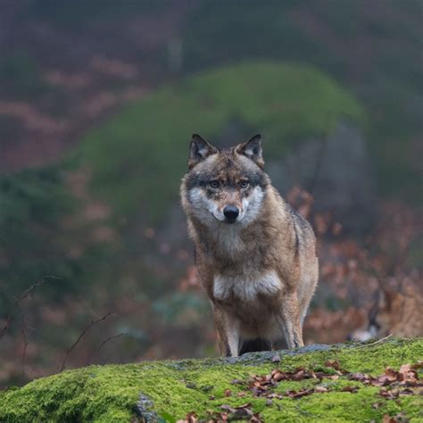 Radiation Mutation Human