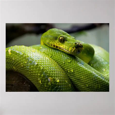 Image result for A Wide Poster for Python