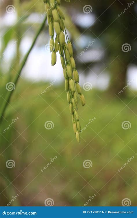 Rice fruit stock photo. Image of natural, macro, photogarapymacro ...