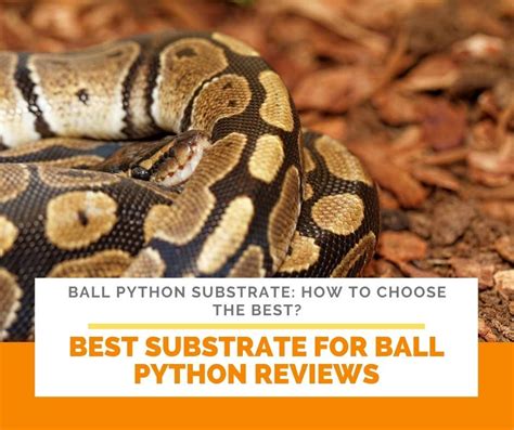 Image result for Ball Python Substrate